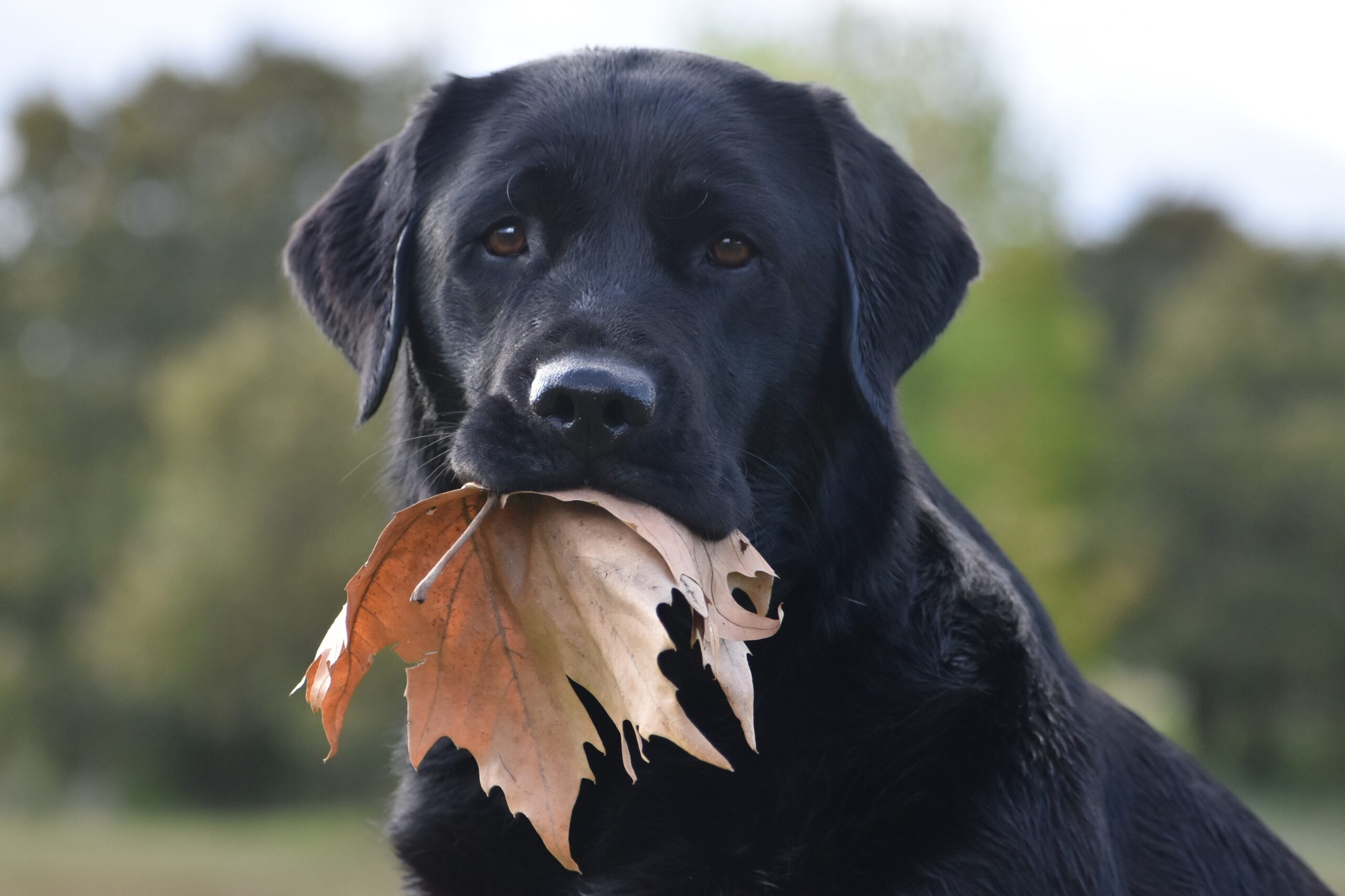 Labrador Retrievers: The Ultimate Companions for Every Family